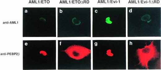 Fig. 4. Double fluorescence labeling of COS-7 cells transfected with the constructs of full-length or mutant chimeric proteins and PEBP2β. A total of 3 × 104 COS-7 cells were transfected with 4 μg of each construct together with 0.4 μg of the expression plasmid for PEBP2β. (a, b, c, and d) The chimeric proteins were detected with anti-AML1 serum. (e, f, g, and h) PEBP2β was detected with hamster anti-PEBP2β serum. Original magnification × 600.