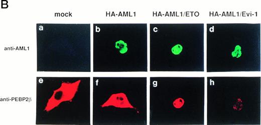 Fig. 4. Double fluorescence labeling of COS-7 cells transfected with the constructs of full-length or mutant chimeric proteins and PEBP2β. A total of 3 × 104 COS-7 cells were transfected with 4 μg of each construct together with 0.4 μg of the expression plasmid for PEBP2β. (a, b, c, and d) The chimeric proteins were detected with anti-AML1 serum. (e, f, g, and h) PEBP2β was detected with hamster anti-PEBP2β serum. Original magnification × 600.
