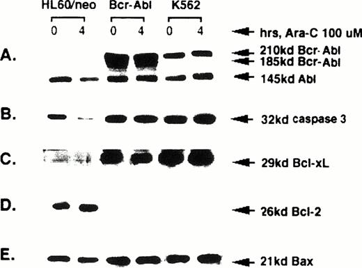 Fig. 3. Western analyses of Bcr-Abl, Abl, 32 kD caspase-3, Bcl-xL, Bcl-2, and Bax levels in the untreated or Ara-C–treated HL-60/neo, HL-60/Bcr-Abl or K562 cells.