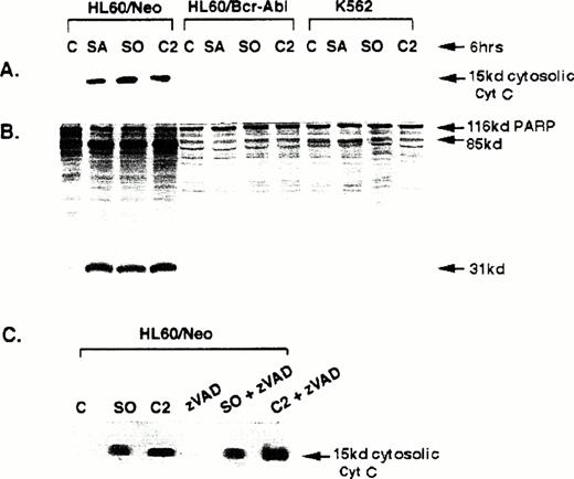 Fig. 4. Western analyses of the levels of cytosolic cyt c (A) and 116 kD 35S-labeled, in vitro-translated PARP or its cleaved products (B) in untreated and sphingosine (SO), sphinganine (SA), or C2 ceramide-treated HL-60/neo, HL-60/Bcr-Abl, and K562 cells. (C) Shows Western analysis of the cytosolic cyt c levels in HL-60/neo cells after exposure to SO, C2 ceramide, or zVAD alone; or zVAD plus SO or C2 ceramide (C) (see text).