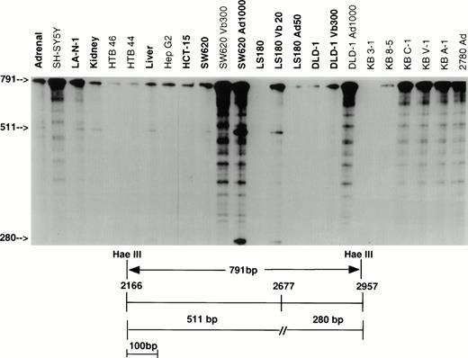 Fig. 1. RNase protection analysis with the 791-bp Hae III probe (residues 2166 to 2957). RNA from 11 of 24 samples protects a full-length fragment, indicating that 791 bp of sequence identify with KB C-1 from which the probe was derived. RNA from 12 of 13 remaining samples (bold) protects both full-length probe and two additional fragments of 511 bp and 280 bp as a result of a mismatch at position 2677 (includes HCT-15, LS180, LS180 Ad50, DLD-1, and DLD-1 Vb300 not well visualized here). Vb, vinblastine; Ad, adriamycin.
