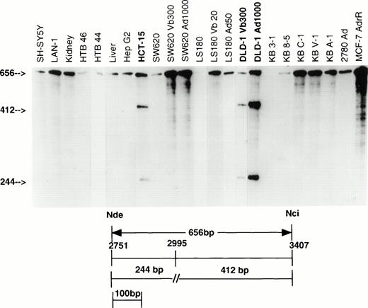 Fig. 2. RNase protection analysis with the 656-bp Nde/Nci probe (residues 2751 to 3407). RNA from 19 of 23 samples protects a full-length fragment, indicating 656 bp of sequence homology with the KB C-1 cDNA from which this probe was derived. RNA from three samples (bold) protects two additional fragments of 412 bp and 244 bp in length as a result of a mismatch at 2995 (similar results in DLD-1, RNA not shown). Vb, vinblastine; Ad, adriamycin.