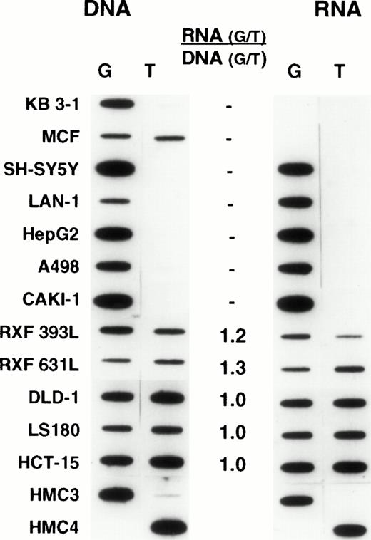 Fig. 4. Unselected human cancer cell lines: Oligonucleotide hybridization of PCR-amplified DNA and RNA from unselected human cancer cell lines is shown on the left and right of the figure, respectively. The results are quantified as in Fig 3. Cell lines homozygous for one allele show expression of this allele exclusively. Most heterozygous cell lines have relative levels of expression approaching unity. KB 3-1 and MCF-7 express no MDR-1. HMC-3 and HMC-4 are control oligonucleotides slotted as internal controls as described in Fig 3.