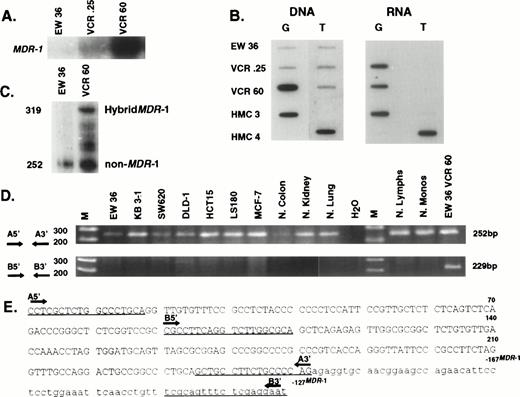 Fig. 8. Expression of MDR-1 and novel 252 bp in cell lines and normal tissues. (A) Northern analysis analyzing expression ofMDR-1 in parental Burkitt cells (EW 36) and two mulridrug resistant sublines (VCR.25 and VCR60). (B) Oligonucleotide hybridization of EW 36 and two resistant sublines (VCR.25 and VCR60). DNA blot shows the presence of two alleles in parental EW 36 cells. Amplification of the G allele occurs with vincristine selection. EW 36 cells do not express MDR-1 but selection in vincristine induces expression of the G allele. (C) RNase protection using a 319-bp hybridMDR-1 probe described in panel E. EW 36 and VCR60 cells protect a 252-bp band representing the non–MDR-1 sequences. In addition, VCR60 cells protect the full-length hybrid probe composed of non–MDR-1 and MDR-1 sequences. (D) PCR examining the expression in normal tissues and unselected cell lines, of the novel 252-bp sequences and a hybrid composed of the 3′ 162.bp of the novel sequence and 67 bp of MDR-1. The primers used for PCR are underlined in panel E. The novel 252 bp are constitutively expressed in all cells. In contrast, a hybrid MDR-1 product is detected only in the vincristine selected EW 36 cells. (E) Sequence of hybrid probe used in panel C. The 252 bp of novel non–MDR-1 sequence are represented in upper case, whereas the MDR-1 sequences are shown in lower case.