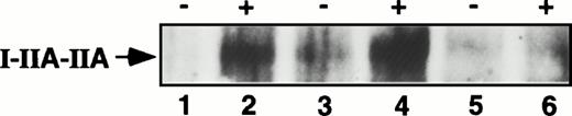 Fig. 3. Antiphosphotyrosine immunoblot of the chimeric I-IIA-IIA receptor in COS-1 cells transfected with I-IIA-IIA alone, I-IIA-IIA plus FcγRIIB2, and I-IIA-IIA plus Trun-B2. Lanes 1 and 2, I-IIA-IIA transfectants; lanes 3 and 4, I-IIA-IIA plus Trun-B2 cotransfectants; lanes 5 and 6, I-IIA-IIA plus FcγRIIB2 cotransfectants. Transfected cells were either not stimulated (−) or stimulated (+) with EA. The arrow shows the position of the tyrosine phosphorylated I-IIA-IIA chimera (60 kD). The expression of I-IIA-IIA was similar in each transfection. FcγRIIB and Trun-B2 were also expressed at similar levels (MFI for FcγRIIB was 114 and 104 for Trun-B2).