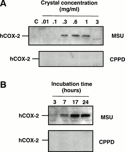 Fig. 2. Effect of inflammatory microcrystals on the protein expression of COX-2 in human monocytes. Monocytes were incubated for (A) 24 hours with either MSU or CPPD crystals at the indicated concentrations, or (B) with crystals (0.6 mg/mL) for the indicated times and centrifuged. The cell pellets were then processed for evaluation of COX-2 protein expression by immunoblotting as described in Materials and Methods. A representative immunoblot is shown.