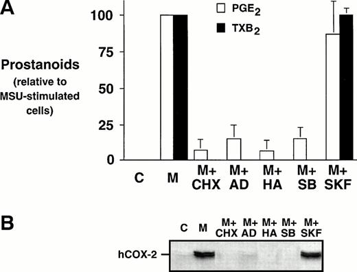 Fig. 3. Effect of metabolic inhibitors on the MSU crystal-induced prostanoid synthesis and protein expression of COX-2 in human monocytes. Monocytes were incubated with diluent (C), or MSU crystals (M; 0.3 mg/mL) for 24 hours alone or in combination with a protein synthesis inhibitor, cycloheximide (CHX; 10 μg/mL); an inhibitor of transcription, actinomycin D (AD; 5 μg/mL), or a specific inhibitor of tyrosine kinases, herbimycin A (HA; 100 nmol/L). A p38 mitogen-activated protein kinase inhibitor, SB 203580 (SB; 10 μmol/L), as well as an inactive structural analog, SK&F 106978 (SKF; 10 μmol/L) were also used under similar conditions. (A) Cell-free supernatants were collected and analyzed for prostanoid synthesis as indicated in the Materials and Methods. Results are the mean ± SD from 3 separate experiments and are expressed as percent of MSU crystal-stimulated monocytes in the absence of metabolic inhibitor. (B) Corresponding cell samples were processed for evaluation of immunoreactive COX-2 by immunoblot as described in Materials and Methods. A representative immunoblot is shown.