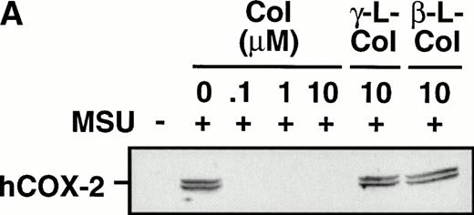 Fig. 5. Effect of colchicine on microcrystal-induced COX-2 protein expression in human monocytes. Monocytes were incubated without or with MSU crystals (0.6 mg/mL) for 24 hours alone or in combination with various concentrations of colchicine (col) or with its inactive analogs, β- and γ-lumicolchicine (L-col), both at a concentration of 10 μmol/L. Cell samples were then processed for evaluation of immunoreactive COX-2 by immunoblot as described in Materials and Methods. (A) MSU crystal-stimulated cells. (B) Serum-treated zymosan (STZ; 100 μg/mL; 24 hours)-stimulated cells, in the presence of various concentrations (μmol/L) of colchicine. (C) Lipopolysaccharide (LPS; 2 μg/mL; 24 hours)-stimulated cells, in the presence of various concentrations (μmol/L) of colchicine. In each case, an immunoblot representative of at least three separate experiments is shown.