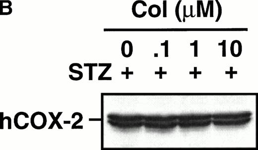 Fig. 5. Effect of colchicine on microcrystal-induced COX-2 protein expression in human monocytes. Monocytes were incubated without or with MSU crystals (0.6 mg/mL) for 24 hours alone or in combination with various concentrations of colchicine (col) or with its inactive analogs, β- and γ-lumicolchicine (L-col), both at a concentration of 10 μmol/L. Cell samples were then processed for evaluation of immunoreactive COX-2 by immunoblot as described in Materials and Methods. (A) MSU crystal-stimulated cells. (B) Serum-treated zymosan (STZ; 100 μg/mL; 24 hours)-stimulated cells, in the presence of various concentrations (μmol/L) of colchicine. (C) Lipopolysaccharide (LPS; 2 μg/mL; 24 hours)-stimulated cells, in the presence of various concentrations (μmol/L) of colchicine. In each case, an immunoblot representative of at least three separate experiments is shown.