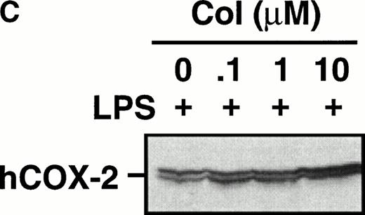 Fig. 5. Effect of colchicine on microcrystal-induced COX-2 protein expression in human monocytes. Monocytes were incubated without or with MSU crystals (0.6 mg/mL) for 24 hours alone or in combination with various concentrations of colchicine (col) or with its inactive analogs, β- and γ-lumicolchicine (L-col), both at a concentration of 10 μmol/L. Cell samples were then processed for evaluation of immunoreactive COX-2 by immunoblot as described in Materials and Methods. (A) MSU crystal-stimulated cells. (B) Serum-treated zymosan (STZ; 100 μg/mL; 24 hours)-stimulated cells, in the presence of various concentrations (μmol/L) of colchicine. (C) Lipopolysaccharide (LPS; 2 μg/mL; 24 hours)-stimulated cells, in the presence of various concentrations (μmol/L) of colchicine. In each case, an immunoblot representative of at least three separate experiments is shown.