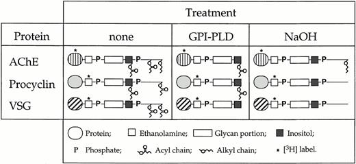 Fig. 1. Schematic representation of the GPI anchors of AChE from human erythrocytes, VSG from T brucei bloodstream forms, and procyclin from T brucei insect forms. The purified proteins were incorporated into human erythrocytes with their intact GPI anchors, or after (partial) removal of the lipid moieties by GPI-PLD or NaOH treatment.
