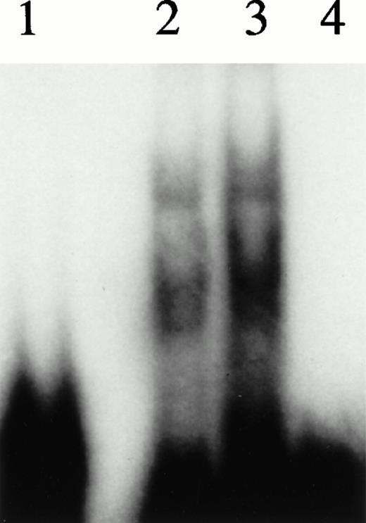 Fig. 1. Analyses of HREBPs in nuclear extracts by gel mobility assays. Gel mobility assays were performed as described in Materials and Methods using nuclear extracts from hemin-treated U937 cells and radiolabeled 27-mer HRE probes. For the experiments in lanes 2 and 4, extracts were preincubated x 5 with beads derivatized with irrelevant (scrambled) or wild-type 27-mer HREs, respectively. Lane 1, free probe. Lane 2, U937 extract preincubated with scrambled 27-mer beads. Lane 3, unmanipulated extract. Lane 4, extract preincubated with beads derivatized with wild-type 27-mer HRE sequence.