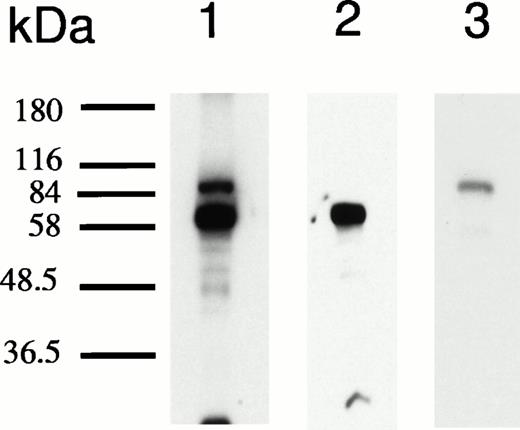 Fig. 2. Analyses of protein bound to HRE-derivatized magnetic beads. (A) SDS-PAGE analysis. Nuclear extracts from hemin-treated U937 cells were incubated with magnetic beads derivatized with the 27-mer HRE DNA sequence as described in Materials and Methods. Bound proteins were released by boiling in Laemmli buffer, then separated by SDS-PAGE in 10% acrylamide gels. Protein bonds were visualized by silver or Coomassie blue staining. Lanes 1 and 2 depict results of two separate isolations. (B) Microsequence analysis of two peptides from the 90-kD HREBP band. Digests were sequenced on an Applied Biosystems 477A sequencer with an ABI 120 HPLC. KuAg p86 sequences are from the BLAST data base. Swiss-Prot accession:P13010; NCBI Seq ID:125731. (C) Immunoblot analyses of isolates in (A) with anti-KuAg monoclonal antibodies. Lane 1, Ab-3, clone 162 recognizing p70/p80; lane 2, Ab-4, clone N3H10 recognizing p70; lane 3, Ab-2, clone 11D recognizing p80.