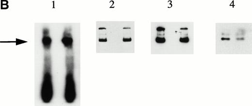 Fig. 3. KuAg is bound to HREs in gel mobility assays with nuclear extracts from hemin-treated U937 cells. (A) Supershift experiment. Gel mobility assays with radiolabeled 27-bp HRE probes were performed as described in Materials and Methods. Supershift experiments included an additional 30-minute incubation with Ab-3. Lane 1, standard gel mobility assay; lane 2, parallel supershift experiment with Ab-3. The arrow indicates the supershifted band. (B) Shift-Western experiments. Gel mobility assays with HRE probes were performed, followed by electrophoretic transfer of proteins and probes to stacked nitrocellulose and PVDF membranes as described in Materials and Methods. Panel 1, autoradiography of PVDF membrane. Remaining panels are immunoblots of nitrocellulose membrane with the anti-KuAg monoclonals Ab-4 (anti-P70), panel 2; and Ab-2 (anti-p80), panel 3; or with the anti-ref1 antibody, panel 4. Each panel depicts duplicate lanes. The arrow indicates the location of the shift band. The band at the top of each lane corresponds to the position of the sample wells. (C) Gel mobility assays with Ku depleted extracts. Nuclear extracts were prepared from hemin-treated U937 cells, then depleted of KuAg by serial incubations with Ab-3–derivatized magnetic beads as described in Materials and Methods. Panel I depicts standard gel mobility assays with radiolabeled 27-bp HRE probe. Lane 1, free probe; lane 2, undepleted extract; lanes 3 to 6 extract after 1, 2, 3, or 4 incubations, respectively, with anti-KuAg beads. Panel II: immunoblot of KuAg depleted extracts using antibody Ab-3. Lanes correspond to those of panel I. The arrow indicates the position of the largest gel shift band.