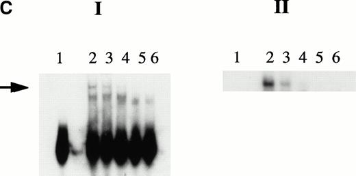 Fig. 3. KuAg is bound to HREs in gel mobility assays with nuclear extracts from hemin-treated U937 cells. (A) Supershift experiment. Gel mobility assays with radiolabeled 27-bp HRE probes were performed as described in Materials and Methods. Supershift experiments included an additional 30-minute incubation with Ab-3. Lane 1, standard gel mobility assay; lane 2, parallel supershift experiment with Ab-3. The arrow indicates the supershifted band. (B) Shift-Western experiments. Gel mobility assays with HRE probes were performed, followed by electrophoretic transfer of proteins and probes to stacked nitrocellulose and PVDF membranes as described in Materials and Methods. Panel 1, autoradiography of PVDF membrane. Remaining panels are immunoblots of nitrocellulose membrane with the anti-KuAg monoclonals Ab-4 (anti-P70), panel 2; and Ab-2 (anti-p80), panel 3; or with the anti-ref1 antibody, panel 4. Each panel depicts duplicate lanes. The arrow indicates the location of the shift band. The band at the top of each lane corresponds to the position of the sample wells. (C) Gel mobility assays with Ku depleted extracts. Nuclear extracts were prepared from hemin-treated U937 cells, then depleted of KuAg by serial incubations with Ab-3–derivatized magnetic beads as described in Materials and Methods. Panel I depicts standard gel mobility assays with radiolabeled 27-bp HRE probe. Lane 1, free probe; lane 2, undepleted extract; lanes 3 to 6 extract after 1, 2, 3, or 4 incubations, respectively, with anti-KuAg beads. Panel II: immunoblot of KuAg depleted extracts using antibody Ab-3. Lanes correspond to those of panel I. The arrow indicates the position of the largest gel shift band.