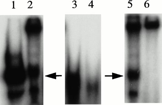 Fig. 4. Experiments with microcircles. (A) Nuclease digestion experiments. Radiolabeled linear 27-bp HRE linear probes or microcircles containing HRE sequences were incubated with S1 nuclease (1 U, 15 minutes, 37°C) or Bal 31 nuclease (1 U, 15 minutes, 37°C), then analyzed by PAGE and autoradiography. Lane 1, untreated linear probe. Lane 2, untreated microcircles after ligation reaction and before gel purification. The arrow indicates unincorporated residual linear probe. Lanes 3 and 4, linear probe after digestion with S1 nuclease or Bal 31 nuclease, respectively. Lanes 5 and 6, microcircles after digestion with S1 nuclease or Bal 31 nuclease, respectively. (B) Mobility shift assays with nuclear extracts. Radiolabeled HRE microcircles were incubated with nuclear extracts from hemin-treated U937 cells (12 μg) or with bovine serum albumin, 4 to 80 μg, then analyzed by agarose gel electrophoresis and autoradiography. Lane 1, free microcircle probe. Lanes 2 and 3, probe plus nuclear extracts. Lanes 4, 5, 6, and 7, probe plus BSA, 4, 8, 40, or 80 μg, respectively. (C) Cold competition experiments. Gel mobility shift assays were performed with radiolabeled HRE microcircle probes. Competition experiments include a 15-minute preincubation with increasing concentrations of unlabeled linear oligonucleotides, either authentic 27-bp HRE, or scrambled HRE sequences. Panel I: Competition study with authentic probe. Lane 1, free microcircle probe. Lanes 2 and 3, probe plus nuclear extracts. Lanes 4, 5, and 6, probe, nuclear extract plus 50-fold, 100-fold, or 250-fold excess of linear 27-bp HRE. Panel II: Competition study with irrelevant probe. Lane 1, free microcircle probe; Lane 2, probe plus nuclear extract. Lanes 3, 4, and 5, probe, nuclear extract, plus 50-fold, 100-fold, or 200-fold excess of linear scrambled HRE. (D) Immunoblot analyses of gel shift bonds. Radiolabeled HRE microcircles were incubated with 12, 40, or 80 μg of nuclear extract from hemin-treated U937 cells, then analyzed by agarose gel electrophoresis. Panel I: Analysis by autoradiography (48-hour exposure). Lane 1, free microcircle probe. Lanes 2, 3, and 4, probe plus 12, 40, or 80 μg of nuclear extract. Panel II: Immunoblot analysis with anti-KuAg (Ab-3) (chemiluminescence exposure, 2 minutes). Lanes 1 to 4, same as panel I. Panel III: Immunoblot analysis with mouse anti–c-myc IgG (chemiluminescence exposure, 2 minutes). Lanes 1 to 4, same as panels I and II.