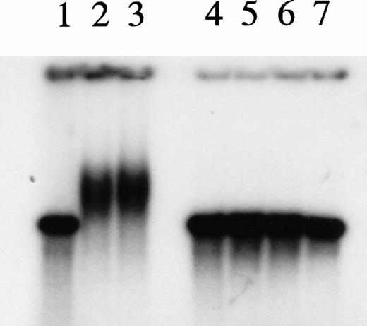 Fig. 4. Experiments with microcircles. (A) Nuclease digestion experiments. Radiolabeled linear 27-bp HRE linear probes or microcircles containing HRE sequences were incubated with S1 nuclease (1 U, 15 minutes, 37°C) or Bal 31 nuclease (1 U, 15 minutes, 37°C), then analyzed by PAGE and autoradiography. Lane 1, untreated linear probe. Lane 2, untreated microcircles after ligation reaction and before gel purification. The arrow indicates unincorporated residual linear probe. Lanes 3 and 4, linear probe after digestion with S1 nuclease or Bal 31 nuclease, respectively. Lanes 5 and 6, microcircles after digestion with S1 nuclease or Bal 31 nuclease, respectively. (B) Mobility shift assays with nuclear extracts. Radiolabeled HRE microcircles were incubated with nuclear extracts from hemin-treated U937 cells (12 μg) or with bovine serum albumin, 4 to 80 μg, then analyzed by agarose gel electrophoresis and autoradiography. Lane 1, free microcircle probe. Lanes 2 and 3, probe plus nuclear extracts. Lanes 4, 5, 6, and 7, probe plus BSA, 4, 8, 40, or 80 μg, respectively. (C) Cold competition experiments. Gel mobility shift assays were performed with radiolabeled HRE microcircle probes. Competition experiments include a 15-minute preincubation with increasing concentrations of unlabeled linear oligonucleotides, either authentic 27-bp HRE, or scrambled HRE sequences. Panel I: Competition study with authentic probe. Lane 1, free microcircle probe. Lanes 2 and 3, probe plus nuclear extracts. Lanes 4, 5, and 6, probe, nuclear extract plus 50-fold, 100-fold, or 250-fold excess of linear 27-bp HRE. Panel II: Competition study with irrelevant probe. Lane 1, free microcircle probe; Lane 2, probe plus nuclear extract. Lanes 3, 4, and 5, probe, nuclear extract, plus 50-fold, 100-fold, or 200-fold excess of linear scrambled HRE. (D) Immunoblot analyses of gel shift bonds. Radiolabeled HRE microcircles were incubated with 12, 40, or 80 μg of nuclear extract from hemin-treated U937 cells, then analyzed by agarose gel electrophoresis. Panel I: Analysis by autoradiography (48-hour exposure). Lane 1, free microcircle probe. Lanes 2, 3, and 4, probe plus 12, 40, or 80 μg of nuclear extract. Panel II: Immunoblot analysis with anti-KuAg (Ab-3) (chemiluminescence exposure, 2 minutes). Lanes 1 to 4, same as panel I. Panel III: Immunoblot analysis with mouse anti–c-myc IgG (chemiluminescence exposure, 2 minutes). Lanes 1 to 4, same as panels I and II.