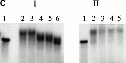 Fig. 4. Experiments with microcircles. (A) Nuclease digestion experiments. Radiolabeled linear 27-bp HRE linear probes or microcircles containing HRE sequences were incubated with S1 nuclease (1 U, 15 minutes, 37°C) or Bal 31 nuclease (1 U, 15 minutes, 37°C), then analyzed by PAGE and autoradiography. Lane 1, untreated linear probe. Lane 2, untreated microcircles after ligation reaction and before gel purification. The arrow indicates unincorporated residual linear probe. Lanes 3 and 4, linear probe after digestion with S1 nuclease or Bal 31 nuclease, respectively. Lanes 5 and 6, microcircles after digestion with S1 nuclease or Bal 31 nuclease, respectively. (B) Mobility shift assays with nuclear extracts. Radiolabeled HRE microcircles were incubated with nuclear extracts from hemin-treated U937 cells (12 μg) or with bovine serum albumin, 4 to 80 μg, then analyzed by agarose gel electrophoresis and autoradiography. Lane 1, free microcircle probe. Lanes 2 and 3, probe plus nuclear extracts. Lanes 4, 5, 6, and 7, probe plus BSA, 4, 8, 40, or 80 μg, respectively. (C) Cold competition experiments. Gel mobility shift assays were performed with radiolabeled HRE microcircle probes. Competition experiments include a 15-minute preincubation with increasing concentrations of unlabeled linear oligonucleotides, either authentic 27-bp HRE, or scrambled HRE sequences. Panel I: Competition study with authentic probe. Lane 1, free microcircle probe. Lanes 2 and 3, probe plus nuclear extracts. Lanes 4, 5, and 6, probe, nuclear extract plus 50-fold, 100-fold, or 250-fold excess of linear 27-bp HRE. Panel II: Competition study with irrelevant probe. Lane 1, free microcircle probe; Lane 2, probe plus nuclear extract. Lanes 3, 4, and 5, probe, nuclear extract, plus 50-fold, 100-fold, or 200-fold excess of linear scrambled HRE. (D) Immunoblot analyses of gel shift bonds. Radiolabeled HRE microcircles were incubated with 12, 40, or 80 μg of nuclear extract from hemin-treated U937 cells, then analyzed by agarose gel electrophoresis. Panel I: Analysis by autoradiography (48-hour exposure). Lane 1, free microcircle probe. Lanes 2, 3, and 4, probe plus 12, 40, or 80 μg of nuclear extract. Panel II: Immunoblot analysis with anti-KuAg (Ab-3) (chemiluminescence exposure, 2 minutes). Lanes 1 to 4, same as panel I. Panel III: Immunoblot analysis with mouse anti–c-myc IgG (chemiluminescence exposure, 2 minutes). Lanes 1 to 4, same as panels I and II.