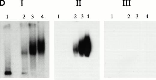Fig. 4. Experiments with microcircles. (A) Nuclease digestion experiments. Radiolabeled linear 27-bp HRE linear probes or microcircles containing HRE sequences were incubated with S1 nuclease (1 U, 15 minutes, 37°C) or Bal 31 nuclease (1 U, 15 minutes, 37°C), then analyzed by PAGE and autoradiography. Lane 1, untreated linear probe. Lane 2, untreated microcircles after ligation reaction and before gel purification. The arrow indicates unincorporated residual linear probe. Lanes 3 and 4, linear probe after digestion with S1 nuclease or Bal 31 nuclease, respectively. Lanes 5 and 6, microcircles after digestion with S1 nuclease or Bal 31 nuclease, respectively. (B) Mobility shift assays with nuclear extracts. Radiolabeled HRE microcircles were incubated with nuclear extracts from hemin-treated U937 cells (12 μg) or with bovine serum albumin, 4 to 80 μg, then analyzed by agarose gel electrophoresis and autoradiography. Lane 1, free microcircle probe. Lanes 2 and 3, probe plus nuclear extracts. Lanes 4, 5, 6, and 7, probe plus BSA, 4, 8, 40, or 80 μg, respectively. (C) Cold competition experiments. Gel mobility shift assays were performed with radiolabeled HRE microcircle probes. Competition experiments include a 15-minute preincubation with increasing concentrations of unlabeled linear oligonucleotides, either authentic 27-bp HRE, or scrambled HRE sequences. Panel I: Competition study with authentic probe. Lane 1, free microcircle probe. Lanes 2 and 3, probe plus nuclear extracts. Lanes 4, 5, and 6, probe, nuclear extract plus 50-fold, 100-fold, or 250-fold excess of linear 27-bp HRE. Panel II: Competition study with irrelevant probe. Lane 1, free microcircle probe; Lane 2, probe plus nuclear extract. Lanes 3, 4, and 5, probe, nuclear extract, plus 50-fold, 100-fold, or 200-fold excess of linear scrambled HRE. (D) Immunoblot analyses of gel shift bonds. Radiolabeled HRE microcircles were incubated with 12, 40, or 80 μg of nuclear extract from hemin-treated U937 cells, then analyzed by agarose gel electrophoresis. Panel I: Analysis by autoradiography (48-hour exposure). Lane 1, free microcircle probe. Lanes 2, 3, and 4, probe plus 12, 40, or 80 μg of nuclear extract. Panel II: Immunoblot analysis with anti-KuAg (Ab-3) (chemiluminescence exposure, 2 minutes). Lanes 1 to 4, same as panel I. Panel III: Immunoblot analysis with mouse anti–c-myc IgG (chemiluminescence exposure, 2 minutes). Lanes 1 to 4, same as panels I and II.