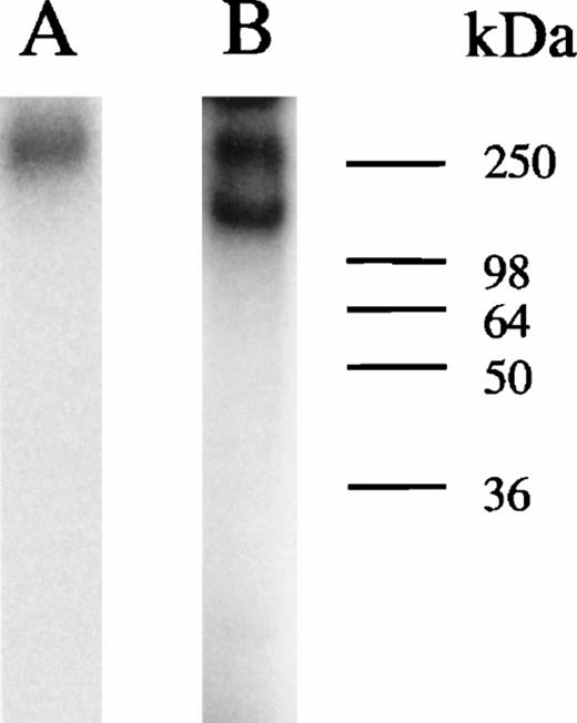Fig. 5. UV cross-linking experiments. UV cross-linking experiments with hemin-treated U937 nuclear extracts and radiolabeled HRE probes were performed as described in Materials and Methods. Autoradiographs of the PAGE analyses are illustrated. Lane A, undepleted extract; lane B, KuAg-depleted (5 rounds of depletion) extract.