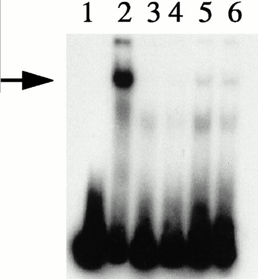 Fig. 6. Depletion/reconstitution experiments. Nuclear extracts were prepared from hemin-treated U937 cells, then depleted of KuAg by affinity absorption to KuAg-derivatized beads followed by serial incubations with HRE-derivatized beads to remove non-KuAg HREBPs. Fraction A (primarily KuAg) was the eluate from KuAg-derivatized beads. KuAg-depleted extract was incubated with HRE-derivatized beads to obtain Fraction B, the eluate from these beads comprising predominantly non-KuAg HREBPs. Gel mobility assays were then performed with radiolabeled HRE probes and these various extracts alone, or reconstituted with fraction A, B, or A+B. Lane 1, free probe; lane 2, unmanipulated extract; lane 3, depleted extract; lane 4, depleted extract + Fraction A; lane 5, depleted extract + Fraction B; lane 6, depleted extract + Fractions A + B. The arrow indicates the position of the major gel shift band.
