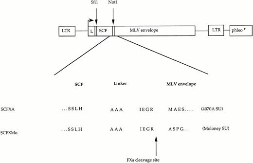 Fig. 1. The chimeric envelope expression constructs. Plasmid constructs encoding SCFXMo and SCFXA. The general format is shown diagrammatically and the amino acid sequence surrounding the site of fusion between the displayed ligand and the envelope protein is shown in detail. LTR, long terminal repeat; L, envelope signal peptide; phleor, phleomycin resistance gene. The Sfi 1 andNot 1 cloning sites are shown.