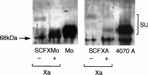 Fig. 2. Immunoblotting shows that the chimeric envelopes are incorporated into retroviral vector particles and are susceptible to factor Xa cleavage. Vectors incorporating the SCF-Moloney and SCF-4070A chimeric envelopes were pelleted by ultracentrifugation and subjected to denaturing sodium dodecyl sulfate (SDS)-polyacrylamide gel electrophoresis. Vectors incorporating the wild-type Moloney and 4070A envelopes were used as a control. After transfer to nitrocellulose, the blots were probed with an anti-SU antiserum and developed using enhanced chemiluminescense. The mobility of the chimeric envelopes is retarded relative to that of the unmodified Moloney and 4070A envelope glycoproteins, but becomes indistinguishable from them upon factor Xa cleavage.