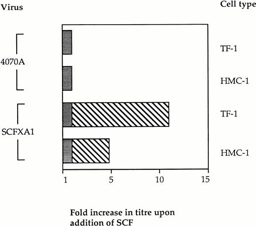Fig. 4. The infectivity of vectors incorporating SCFXA chimeric envelopes is increased by the addition of exogenous rHuSCF. Infection of two different Kit-positive cells lines was performed in the presence of 100 nmol/L SCF. There was no change in the titer of wild-type 4070A vectors, but the titer of the vectors incorporating SCFXA chimeric envelopes increased fivefold on HMC-1 cells and 11-fold on TF-1 cells. The plain bars represent the background level of infectivity and the striped bars represent the fold increase in titer on addition of SCF.