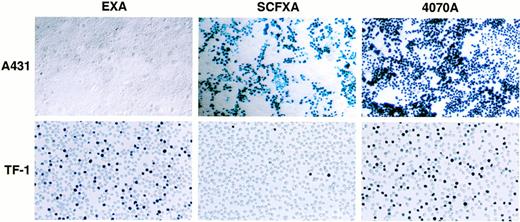 Fig. 5. Inverse targeting by SCF and EGF displaying retroviruses. When a mixed population of A431 (Kit-negative, EGF-R–positive) and TF-1 cells (Kit-positive, EGF-R–negative) was infected by vectors incorporating either the SCFXA or the EXA chimeric envelopes, the SCFXA vectors preferentially infected the Kit-negative cells and the EXA vectors preferentially infected the EGF-R–negative cells. A photomicrograph of a representative experiment is shown here. Upon X-gal staining, infected cells turn blue.