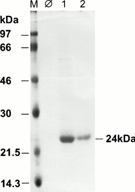 Fig. 1. Coomassie brilliant blue-stained polyacrylamide gel of procaryotically expressed vIL-6. The apparent molecular weight of vIL-6 observed here is 24 kD, which is in agreement with the calculated molecular weight of 22.6 kD. M, molecular weight marker; lane 1, 4 μg vIL-6, eluted from Ni-NTA with 200 mmol/L imidazole; lane 2, 2 μg of the same protein preparation as lane 1 after dialysis.