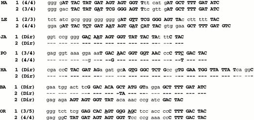 Fig. 3. CDR3 nucleotide sequences. The clonal CDR3 sequences in the second biopsies are compared with those identified in the initial biopsies. Whether the sequences were derived from directly sequencing FW3-JH1 PCR products or from sequence analysis of individual clones of FW3-JH1 products is indicated in parentheses along with the number of related clones to total clones analyzed. N nucleodies are shown in lower case, whereas D and J segments are shown as boldface capitols (J segments left most). Nucleotide differences from the proposed germline D and J segments are underlined. (The names of the D and J segments are given in Table 3.)