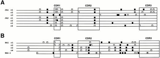 Fig. 5. Diagramatic representation of the noncommon mutations in the different VH clones from patients JA (A) and BA (B), the two VH genes with the greatest number of noncommon mutations. Silent (S) mutations are shown as open boxes, whereas replacement (R) mutations are indicated by solid boxes. The four codons that contained both S and R mutations are indicated by partially solid boxes.