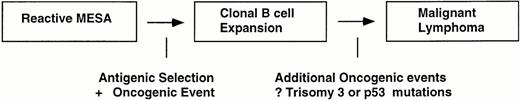 Fig. 6. Schematic model of MALT lymphomagenesis in the salivary gland. Clones detectable by PCR or Southern blot analysis develop in reactive MESA as a result of direct stimulation by a limited number of antigens and the occurrence of a premalignant oncogenic event. Initially, the clones are still dependent on antigen stimulation for growth and remain localized, although some may be capable of spreading to other salivary glands that are also involved by MESA. At some point, which may be many years after a clone first appears, additional oncogenic events occur that result in the clones becoming malignant lymphomas capable of widespread dissemination and growth in other organs.