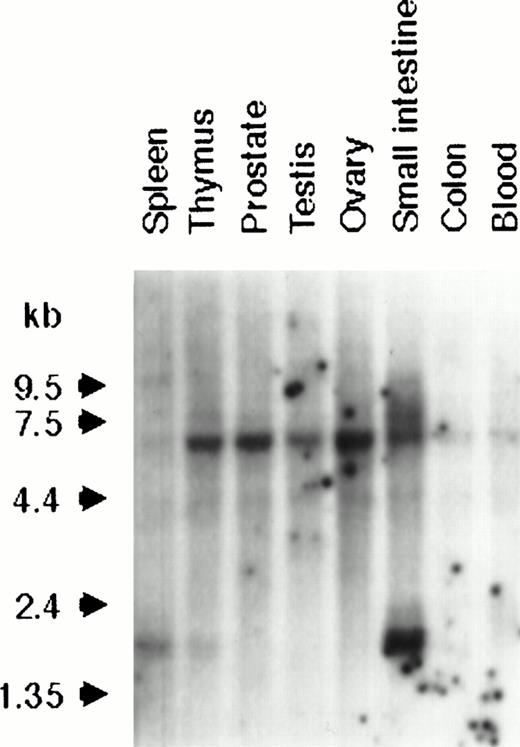 Fig. 3. Northern analysis of BCL9 expression in a variety of normal human tissues. A multiple tissue Northern blot was hybridized with the BCL9 probe X665. Reprobing with a GAPDH probe showed equal RNA loading in all samples (data not shown).