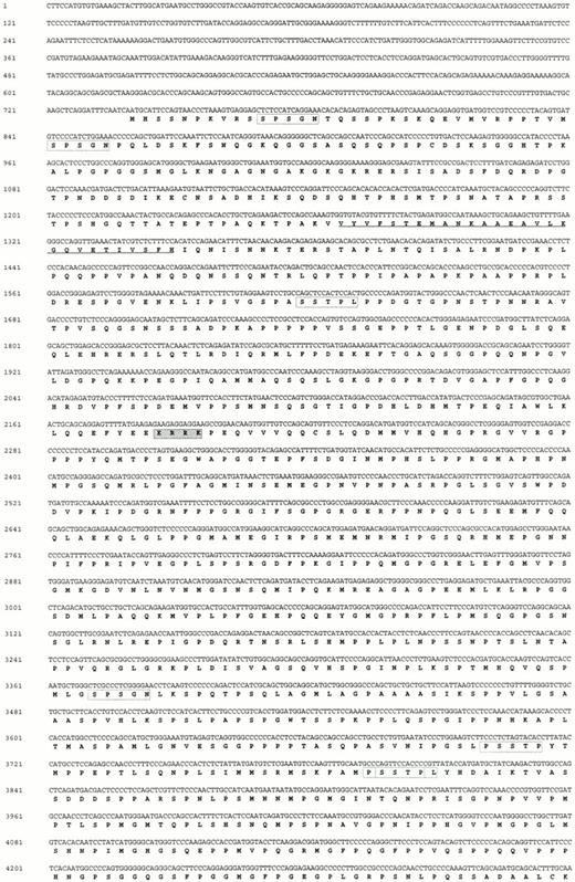 Fig. 4. BCL9 cDNA sequence (Y13620) together with predicted amino acid translation. (i) Breakpoint in CEMO-1 in theBCL9 3' UTR is indicated by a solid arrow. (ii) Polyadenylation sites are underlined. (iii) Potential nuclear localization signal is indicated by shaded box. (IV) Region with strong (90%) amino acid homology to Drosophila embryo EST (accession no.AA202331) is underlined. Outside this region, the EST lacked homology with BCL9. (v) Pentapeptide repeats are indicated by open boxes (sequence with residue numbers in parentheses): SPSGN (11-15, 35-39, 878-882)(; SSTPL (294-298, 1020-1024); SSTP (988-992, 1019-1023); and QGMMG (1274-1278, 1324-1328, 1385-1389).