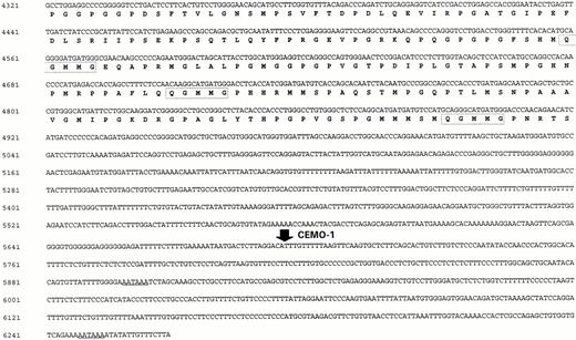 Fig. 4. BCL9 cDNA sequence (Y13620) together with predicted amino acid translation. (i) Breakpoint in CEMO-1 in theBCL9 3' UTR is indicated by a solid arrow. (ii) Polyadenylation sites are underlined. (iii) Potential nuclear localization signal is indicated by shaded box. (IV) Region with strong (90%) amino acid homology to Drosophila embryo EST (accession no.AA202331) is underlined. Outside this region, the EST lacked homology with BCL9. (v) Pentapeptide repeats are indicated by open boxes (sequence with residue numbers in parentheses): SPSGN (11-15, 35-39, 878-882)(; SSTPL (294-298, 1020-1024); SSTP (988-992, 1019-1023); and QGMMG (1274-1278, 1324-1328, 1385-1389).