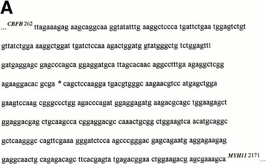 Fig. 3. Novel CBFB-MYH11 fusion in t(16;16) AML: PN 22. (A) Partial chimeric cDNA junctional sequence of 400-bp PCR product from PN 22. Sequencing was performed in both directions using primers C1 and M1. The new CBFB-MYH11 fusion site is shown by an asterisk at CBFB nt 455 and MYH11 nt 1893. The ORF is not disrupted by this fusion, but is 12 nt shorter than the type A fusion. (B) RT-PCR analysis confirming the presence of the new fusion type in PN 22 AML. PCR was performed using primers C1 and doM3′, followed by specific oligonucleotide hybridization (do probe), as described in the Materials and Methods. Lane 1, PCR amplification of reverse transcribed cDNA from PN 22 AML sample; lane 2, seminested PCR amplification from aliquot of first round C1-M1 PCR product of PN 22 sample; lane 3, AML-M4 sample lacking the inv(16)/t(16;16) andCBFB-MYH11 fusion by RT-PCR (this case not included in study group); lane 4, PN 11 sample with type A CBFB-MYH11 fusion by C1-M1 PCR; lane 5, negative control (noRNA).