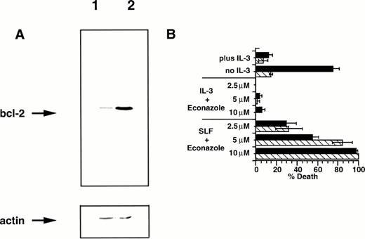 Fig. 7. Bcl-2 overexpression fails to protect 32D-Kit cells from SLF plus Ca2+ influx blocker. (A) Western blot of cell lysates from 32D-Kit (lane 1) or 32D-Kit-bcl-2 (lane 2) cells. Cell lysates were separated by SDS-PAGE, transferred to nitrocellulose, and probed with anti–bcl-2 antibodies (top panel). The blot was then stripped and reprobed with an anti-actin monoclonal antibody to demonstrate equal protein loading (bottom panel). (B) 32D-Kit (▪) or 32D-Kit-bcl-2 (▨) cells were incubated for 18 hours with SLF or IL-3 plus 2.5, 5, or 10 μmol/L econazole, and the proportion of dead cells was determined by Trypan Blue exclusion. In additional cultures, IL-3 alone or no factor was added and cell viability was similarly determined.