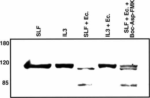 Fig. 9. Western blot analysis of nuclear PARP. 32D-Kit cells were incubated for 12 hours with either SLF (lane 1), IL-3 (lane 2), SLF plus 10 μmol/L econazole (lane 3), IL-3 plus 10 μmol/L econazole (lane 4), or SLF plus 10 μmol/L econazole plus 100 μmol/L Boc-Asp-FMK. Nuclear lysates from these cultures were separated by 7.5% SDS-PAGE, transferred to nitrocellulose, and probed with anti-PARP antibodies.