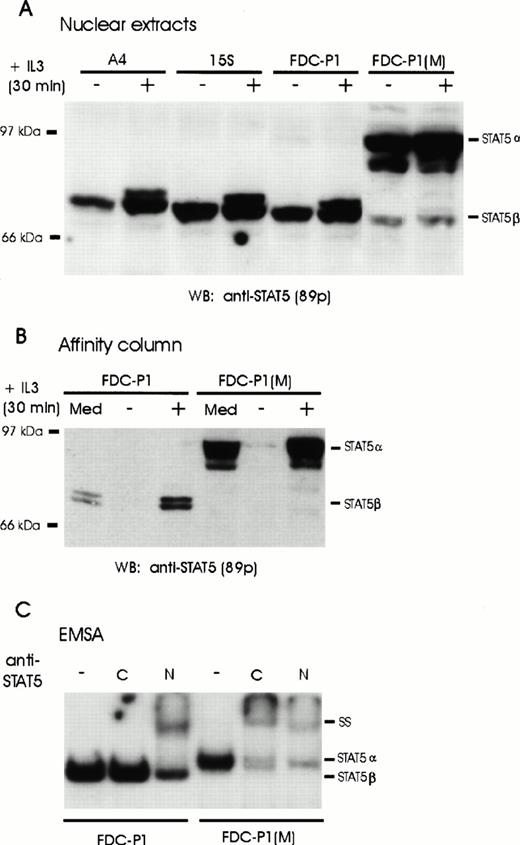 Fig. 1. Expression of full-length and truncated STAT5 proteins in hematopoietic cell lines. (A) Nuclear extracts were prepared from unstimulated (−) or IL-3–stimulated (+) A4, 15S, FDC-P1 and FDC-P1(M) cells. Full-length (STAT5α) or truncated (STAT5β) STAT5 proteins were detected by Western blot analysis using monoclonal anti-STAT5 antibodies (89p). (B) FDC-P1 and FDC-P1(M) cells were grown in IL-3–containing medium (Med) or starved for 20 hours (−) and stimulated with IL-3 (+) for 30 minutes. Nuclear extracts were prepared and incubated with multimerized β-casein oligonucleotides coupled to Sepharose beads. Bound proteins were eluted and analyzed by Western blotting with anti-STAT5 antibodies (89p). (C) A labeled DNA probe containing the β-casein GAS element was added to nuclear extracts from IL-3–stimulated FDC-P1 and FDC-P1(M) cells and subsequently incubated either without (−) or with antibodies directed against the C-terminus (C) or N-terminus (N) of STAT5. Complexes were analyzed by an EMSA.