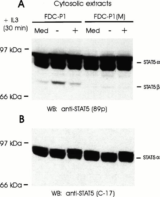 Fig. 2. Full-length STAT5α proteins are expressed in both FDC-P1 and FDC-P1(M) cells. (A) FDC-P1 and FDC-P1(M) cells were grown in IL-3–containing medium (Med) or starved for 20 hours (−) and stimulated with IL-3 (+) for 30 minutes. Cytosolic extracts were analyzed by Western blotting using anti-STAT5 antibodies (89p). (B) The nitrocellulose filter shown in (A) was stripped and reprobed with anti-STAT5 antibodies directed against the C-terminus of STAT5. Locations of full-length (α) and truncated (β) STAT5 proteins are indicated on the right.