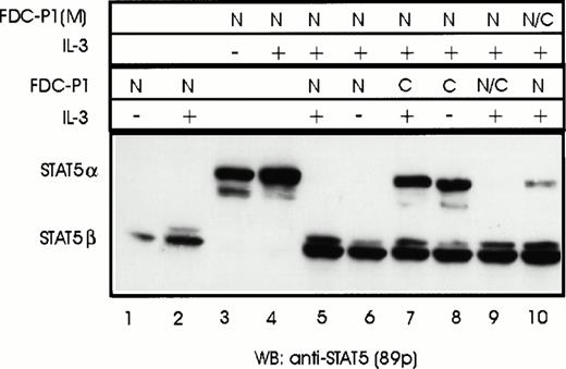 Fig. 3. Cleavage of full-length STAT5α in FDC-P1(M) cells by a nuclear-associated protease from FDC-P1 cells. Unstimulated (−) or IL-3–stimulated (+) FDC-P1 and FDC-P1(M) cells were lysed and nuclear (N) and cytoplasmic (C) extracts were prepared. Extracts from FDC-P1 and FDC-P1(M) cells were analyzed either separately (lanes 1 through 4) or mixed and incubated for 15 minutes on ice (lanes 5 through 10). STAT5 proteins were detected by Western blotting using anti-STAT5 antibodies (89p). The trace levels of STAT5α observed in lane 10 are due to the addition of high levels of STAT5α in FDC-P1(M) cytosolic extracts (see Fig 2). This could be eliminated by raising the incubation temperature for 2 minutes at 37°C (data not shown).