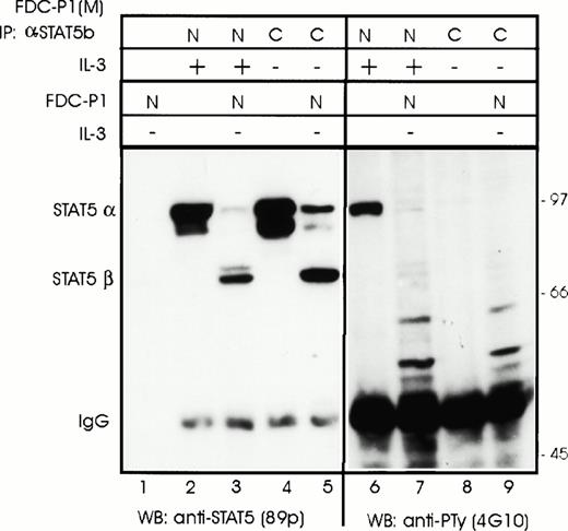 Fig. 4. Both activated and nonactivated forms of STAT5α are cleaved by the protease in FDC-P1 nuclear extracts. The different forms of STAT5α were isolated from either stimulated FDC-P1(M) nuclear extracts (N) or unstimulated cytosol extracts (C) by immunoprecipitation using antisera that recognizes the carboxyl terminus of STAT5b (C-17). The Sepharose pellet was dissolved in nuclear buffer and aliquots were either mixed with 1/10 volume of nuclear extract from unstimulated FDC-P1 cells or nuclear extract buffer. Extracts were incubated on ice for 15 minutes and then transferred to 37°C for 2 minutes before freezing. STAT5 proteins were detected by Western blotting using anti-STAT5 antibodies (89p) or anti–P-Ty (4G10).