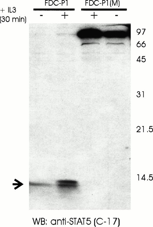 Fig. 5. Detection of a proteolytic C-terminal STAT5 fragment in FDC-P1 cells. Nuclear extracts of unstimulated (−) or IL-3–stimulated (+) FDC-P1 and FDC-P1(M) cells were analyzed by Western blotting using a C-terminal anti-STAT5 antibody (C-17). The full-length STAT5α protein is indicated on the right. The proteolytic C-terminal fragment of STAT5 is indicated on the left.
