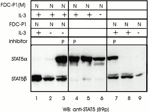Fig. 6. The protease activity in FDC-P1 nuclear extracts can be inhibited by PMSF. Both unstimulated (−) or IL-3–stimulated (+) FDC-P1 and FDC-P1(M) cells were lysed in the presence or absence of the protease inhibitor PMSF (P) and nuclear (N) extracts were prepared. Extracts from FDC-P1 and FDC-P1(M) cells were analyzed either separately (lanes 9 through 14) or mixed and incubated for 15 minutes on ice (lanes 1 through 8). STAT5 proteins were detected by Western blotting using anti-STAT5 antibodies (89p).