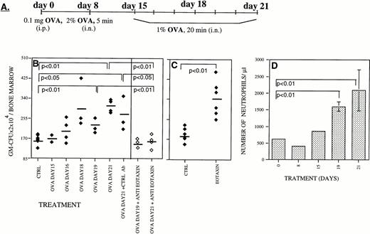 Fig. 1. During inflammatory processes Eotaxin stimulates the production of myeloid progenitors in the BM. Mice were sensitized with intraperitoneal OVA on day 0 followed by exposure to aerosolized OVA on day 8 and on days 15 through 21 (A). In a murine model of lung allergic inflammation, administration of neutralizing antibodies to Eotaxin (◊) prevented the increase in the number of granulocyte-macrophage colony-forming units (GM-CFU/BM) in the BM during the inflammatory phase between days 15 and 21 (⧫)22 (B). In vivo administration of Eotaxin increased the number of GM-CFU present in the BM (C). The increase in the number of blood neutrophils in the blood of OVA-treated mice is shown in (D). Each point is the mean of three determinations ± standard deviation (SD). For each panel the significance of differences between treated and untreated groups of mice were determined by a standard Student's t-test.