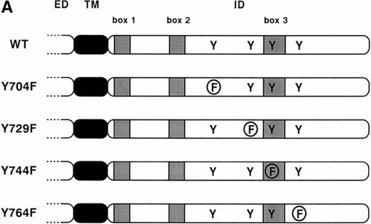 Fig. 1. The G-CSF-R mutants. (A) Schematic diagram of the cytoplasmic domains of the G-CSF-R proteins. Boxes 1, 2, and 3 denote subdomains conserved in several members of the hematopoietin receptor superfamily. ED, extracellular domain; TM, transmembrane domain; ID, intracellular domain; Y, tyrosine; F, phenylalanine. (B) Flow cytometric analysis of G-CSF-R expressio on 32D.C10 transfectants. Cells were either stained with biotinylated anti–G-CSF-R antibodies followed by PE-conjugated streptavidin (solid lines) or with PE-conjugated streptavidin alone (dotted lines).