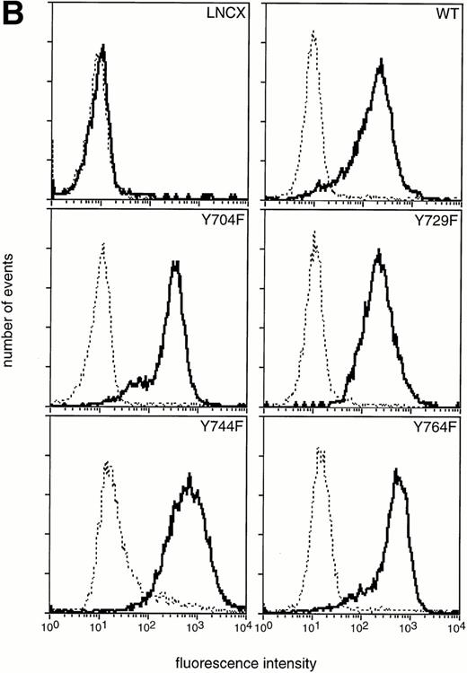 Fig. 1. The G-CSF-R mutants. (A) Schematic diagram of the cytoplasmic domains of the G-CSF-R proteins. Boxes 1, 2, and 3 denote subdomains conserved in several members of the hematopoietin receptor superfamily. ED, extracellular domain; TM, transmembrane domain; ID, intracellular domain; Y, tyrosine; F, phenylalanine. (B) Flow cytometric analysis of G-CSF-R expressio on 32D.C10 transfectants. Cells were either stained with biotinylated anti–G-CSF-R antibodies followed by PE-conjugated streptavidin (solid lines) or with PE-conjugated streptavidin alone (dotted lines).