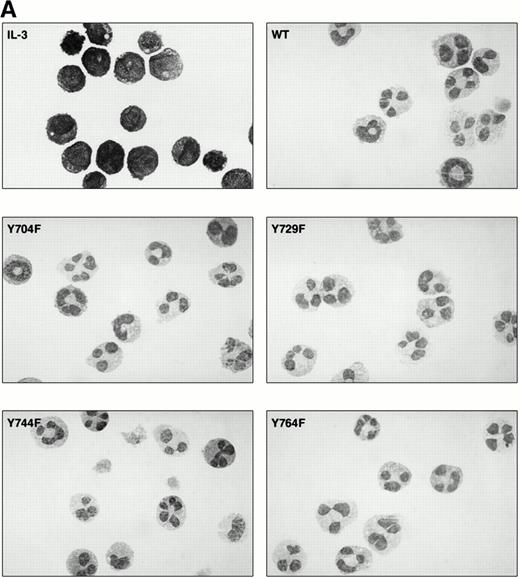 Fig. 3. Neutrophilic differentiation of 32D.C10 transfectants in response to G-CSF. (A) Morphology of 32D.C10 transfectants maintained in IL-3–containing medium (IL-3) or cultured for 8 to 11 days (WT, Y704F, Y729F, and Y744F) or for 3 days (Y764F) in the presence of G-CSF (May-Grünwald-Giemsa staining; original magnification × 630). (B) The percentages of terminally differentiated 32D.C10 transfectants cultured in G-CSF–containing medium. At least 200 cells were scored at the indicated times. (□) WT; (•) Y704F; (▵) Y729F; (▴) Y744F; (○) Y764F. (C) Net amount of mature neutrophils derived from 1 × 105 32D/WT and 32D/Y764F cells cultured in G-CSF–containing medium for 8 or 3 days, respectively. Data from five independent clones are shown.