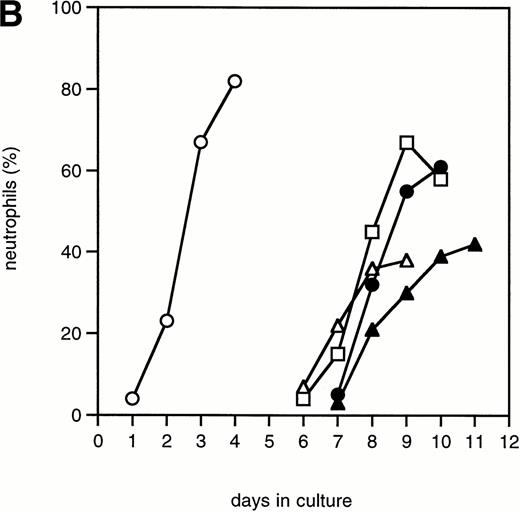 Fig. 3. Neutrophilic differentiation of 32D.C10 transfectants in response to G-CSF. (A) Morphology of 32D.C10 transfectants maintained in IL-3–containing medium (IL-3) or cultured for 8 to 11 days (WT, Y704F, Y729F, and Y744F) or for 3 days (Y764F) in the presence of G-CSF (May-Grünwald-Giemsa staining; original magnification × 630). (B) The percentages of terminally differentiated 32D.C10 transfectants cultured in G-CSF–containing medium. At least 200 cells were scored at the indicated times. (□) WT; (•) Y704F; (▵) Y729F; (▴) Y744F; (○) Y764F. (C) Net amount of mature neutrophils derived from 1 × 105 32D/WT and 32D/Y764F cells cultured in G-CSF–containing medium for 8 or 3 days, respectively. Data from five independent clones are shown.
